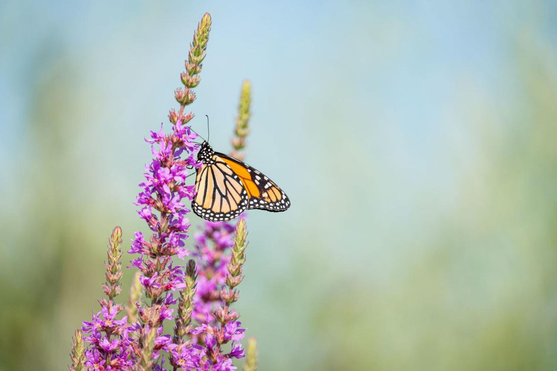 A monarch butterfly resting on a flower